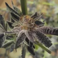Premium cannabis flowers