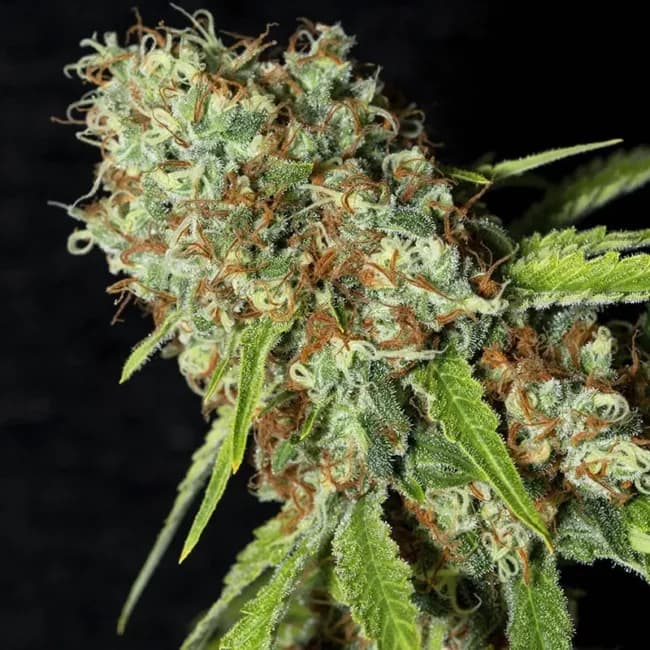 Expert hemp cultivation